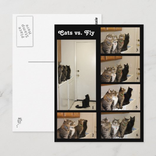 Katten versus Briefkaart (Voorkant / Achterkant)