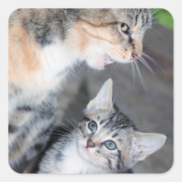 Katten Vierkante Sticker