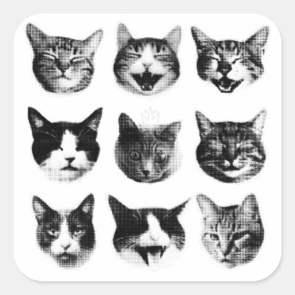 Katten Vierkante Sticker