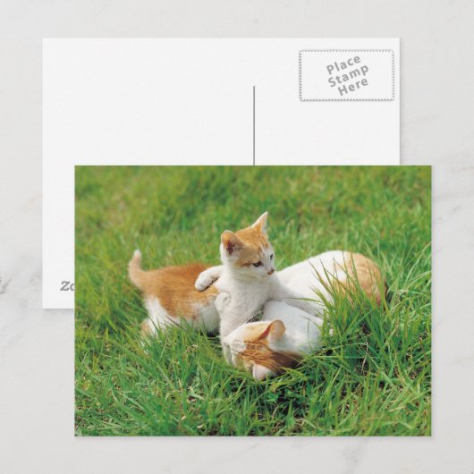 Katten voor afspelen briefkaart (Voorkant / Achterkant)