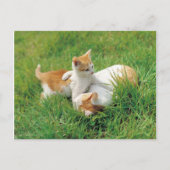 Katten voor afspelen briefkaart (Voorkant)