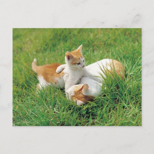 Katten voor afspelen briefkaart (Voorkant)