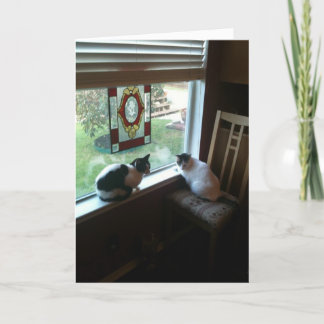 Katten wachten kaart