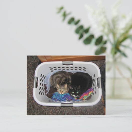 Katten wasmand briefkaart (Staand voorkant)