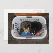 Katten wasmand briefkaart (Voorkant / Achterkant)