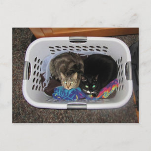 Katten wasmand briefkaart