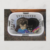 Katten wasmand briefkaart (Voorkant)