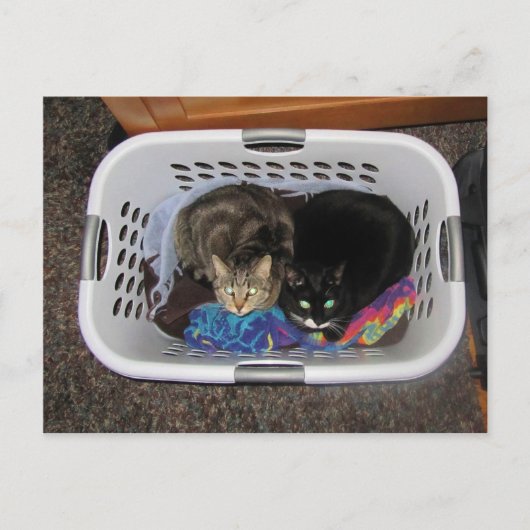Katten wasmand briefkaart (Voorkant)