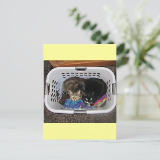 Katten wasmand briefkaart (Staand voorkant)