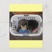 Katten wasmand briefkaart (Voorkant)
