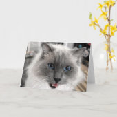 Katten wenskaart kaart (Gele Bloem)
