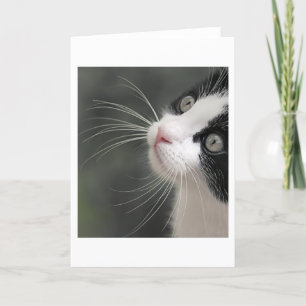 Katten Whiskers Kaart