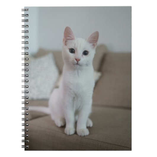 Katten zijn de beste 42 notitieboek (Voorkant)