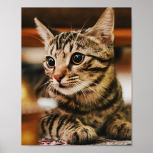 Katten zijn de beste 85 poster