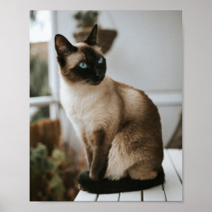 Katten zijn de beste 86 poster
