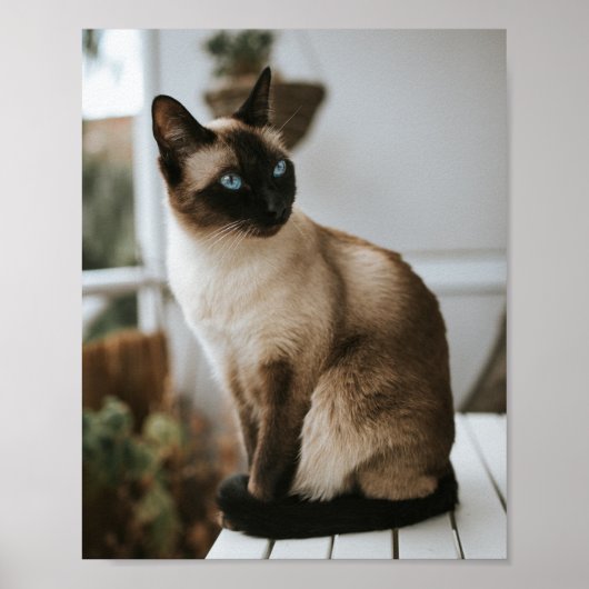 Katten zijn de beste 86 poster (Voorkant)