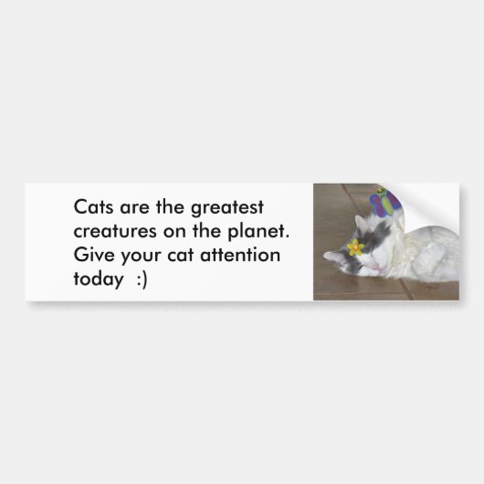 Katten zijn de grootste Bumpersticker (Voorkant)