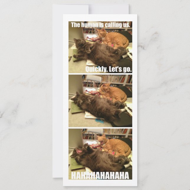 Katten zijn gaten (Voorkant)