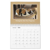 Katten zijn Katten - Kalender - Liefde wint (Jan 2026)