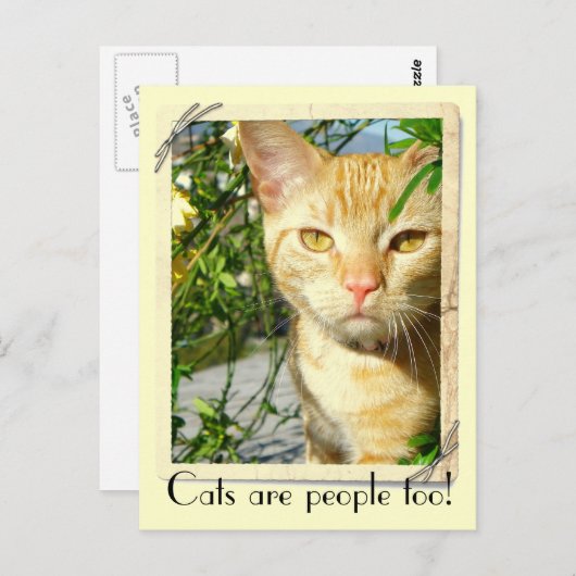Katten zijn mensen te Briefkaart! Briefkaart (Voorkant / Achterkant)