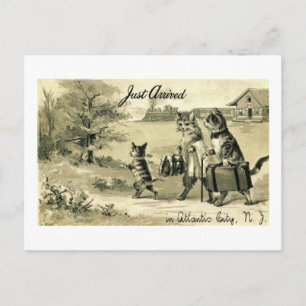 Katten zijn net aangekomen in Atlantic City, 1908 Briefkaart