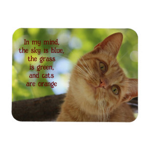 Katten zijn Oranje Magneet