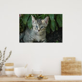 Katten zijn schattig poster (Keuken)