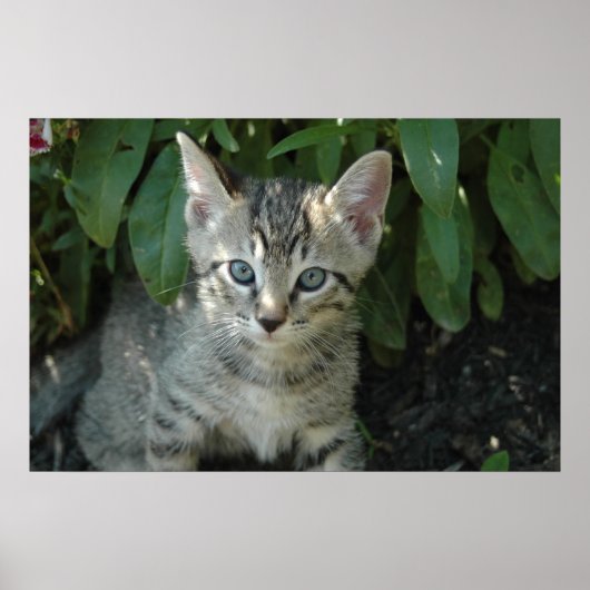 Katten zijn schattig poster (Voorkant)