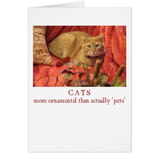 Katten zijn sierlijk (Voorkant)