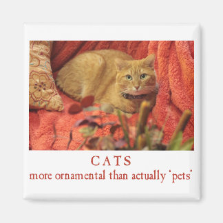Katten zijn sierlijk magneet