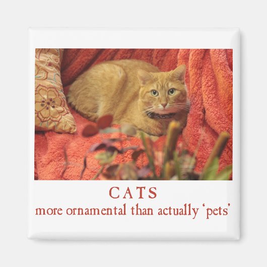 Katten zijn sierlijk magneet (Voorkant)