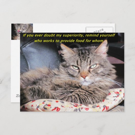 Katten zijn superieur briefkaart (Voorkant / Achterkant)