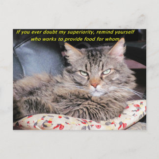 Katten zijn superieur briefkaart