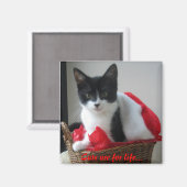 Katten zijn voor leven... magneet (Voorkant / Achterkant)