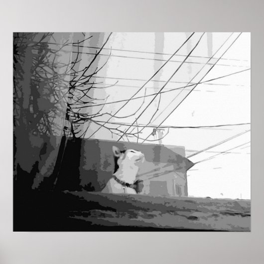 Kattenbakken Poster (Voorkant)