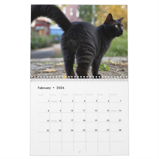 Kattenballen 2026 Grappige Kalender (Feb 2026)