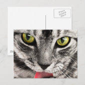 Kattenblik Briefkaart (Voorkant / Achterkant)