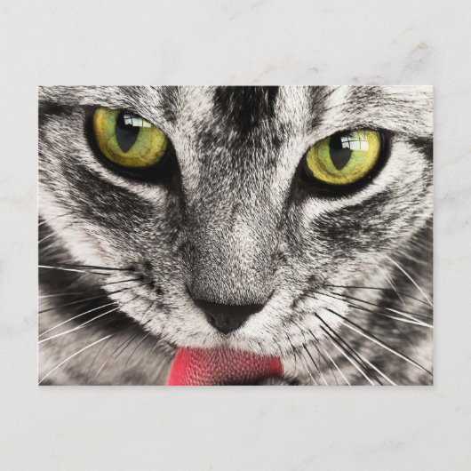 Kattenblik Briefkaart (Voorkant)