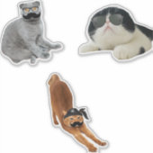  kattenbonnen sticker (Voorkant)