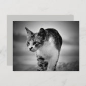 kattenbriefkaart zoeken briefkaart (Voorkant / Achterkant)