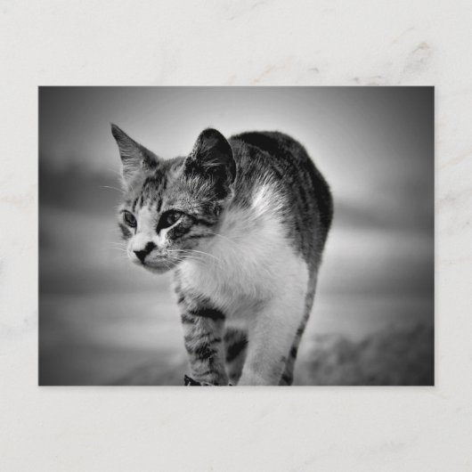 kattenbriefkaart zoeken briefkaart (Voorkant)