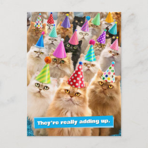 Kattenfeestje Uitnodiging Briefkaart