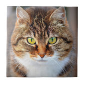 Kattengezicht Tegeltje (Voorkant)