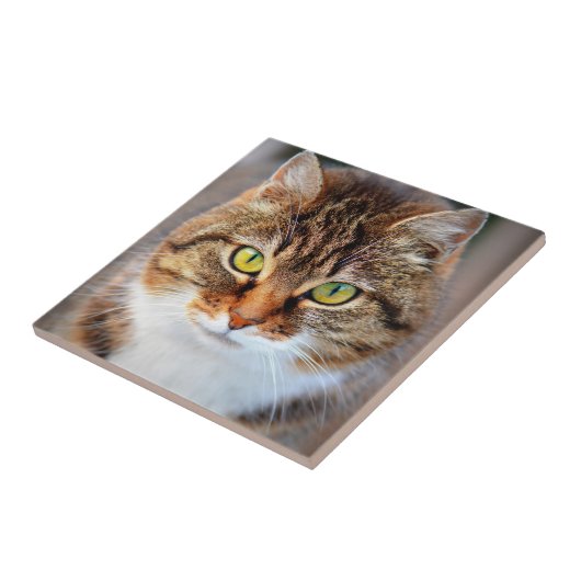 Kattengezicht Tegeltje (Zijkant)
