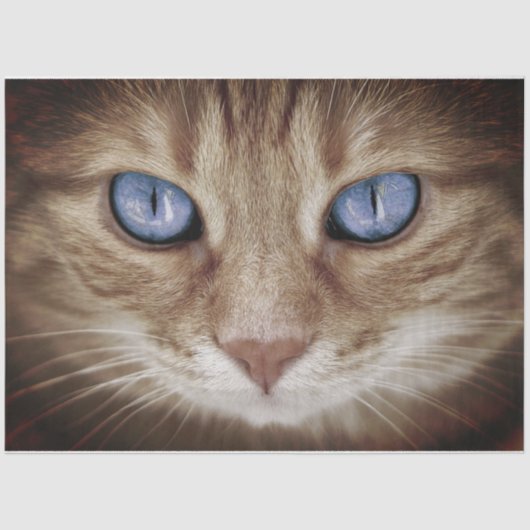 Kattengezichtsweefsel/ontkoppelingspapier Tissuepapier (Voorkant)