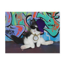 Kattenhouding.......Kattenhouding!