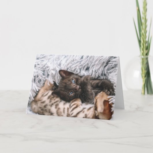 Kattenjong Kaart (Voorkant)