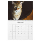 Kattenkalender 2026 kalender (Feb 2027)
