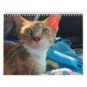 Kattenkalender Kalender (Hoes)