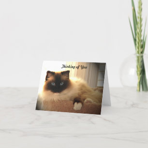 Kattenkatten Ragdoll Ragpopes Kat Notecard Kaart